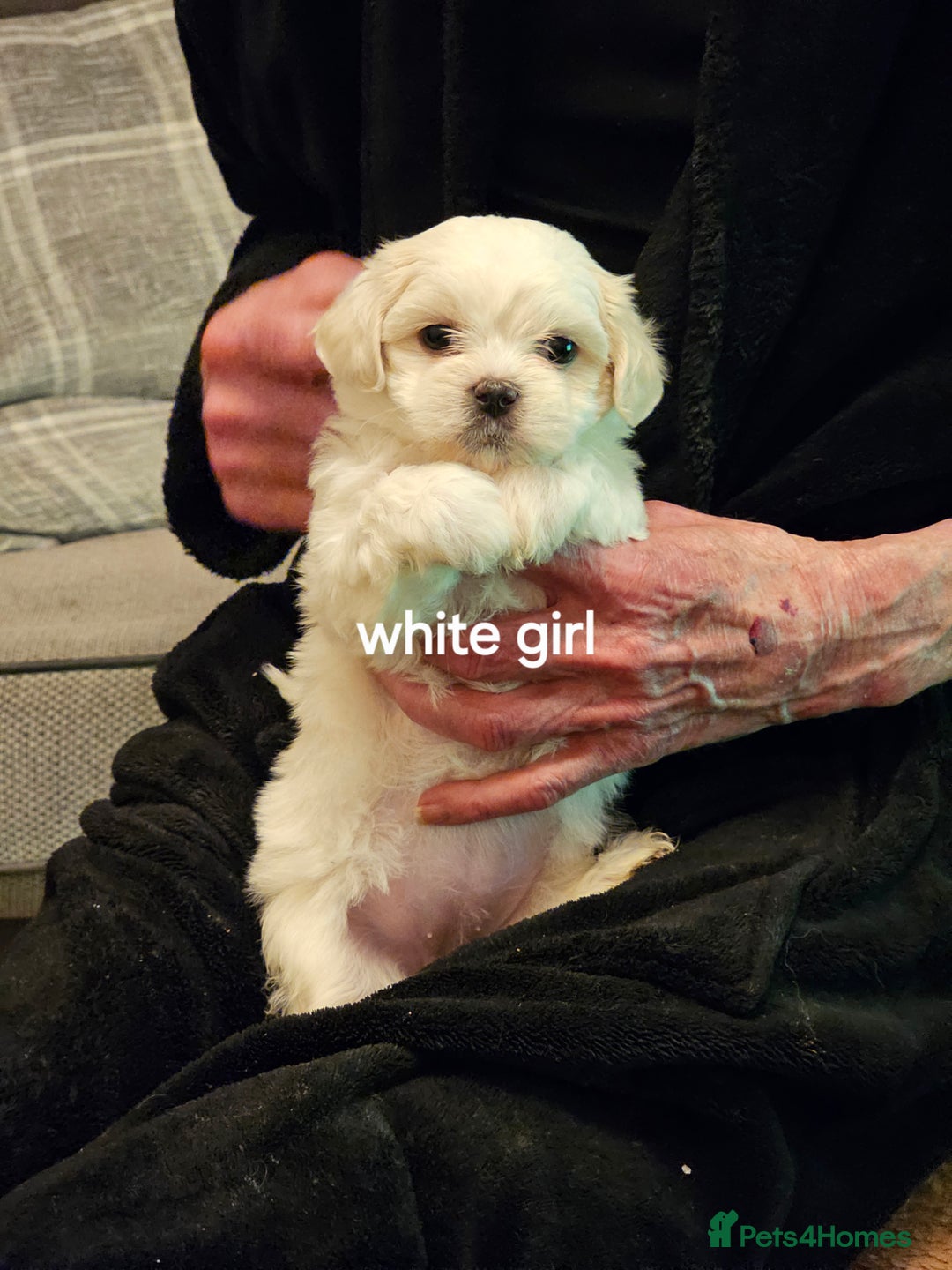 Malshi dogs for sale: GORGEOUS MALSHI PUPPIES AVAILABLE - Advert 7