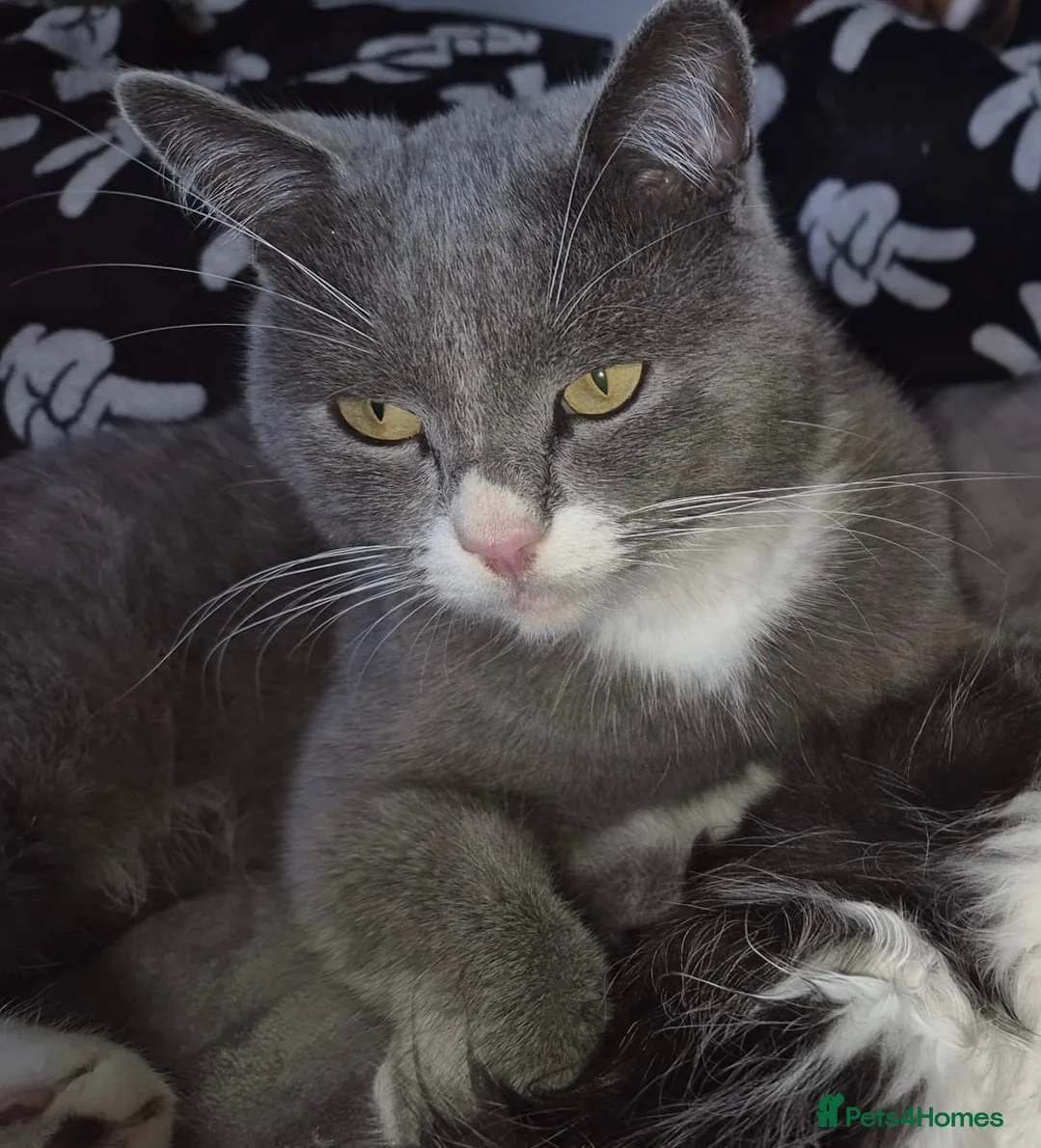 Ragdoll cats for sale: Ready this weekend Ragdoll x British shorthair  - Advert 2