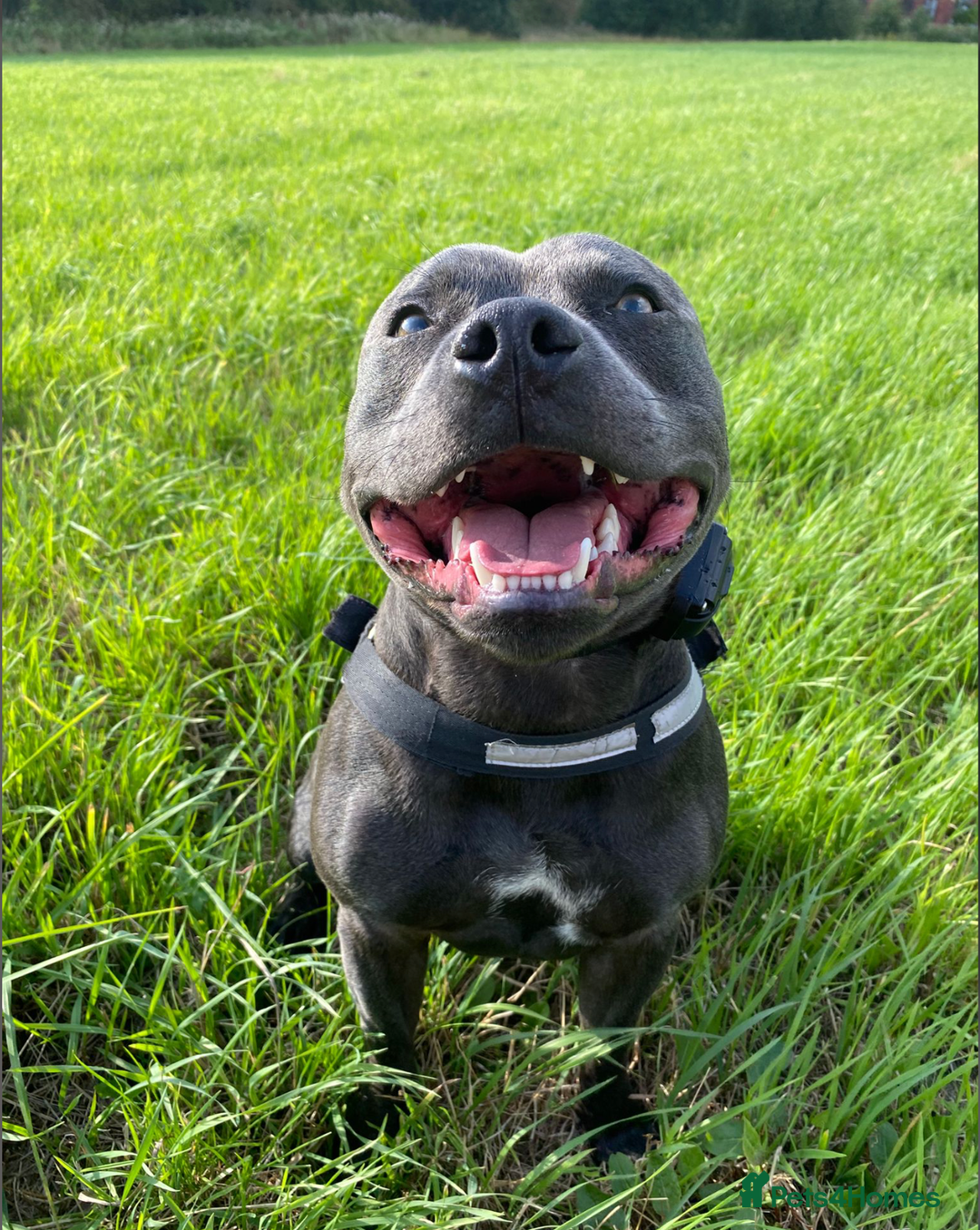 Staffordshire Bull Terrier dogs for sale: Obi is looking for a new loving home - Advert 2