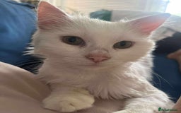 Mixed Breed cats for adoption: 🍀Monty🍀 for adoption, fostered in FLEET - Image 4