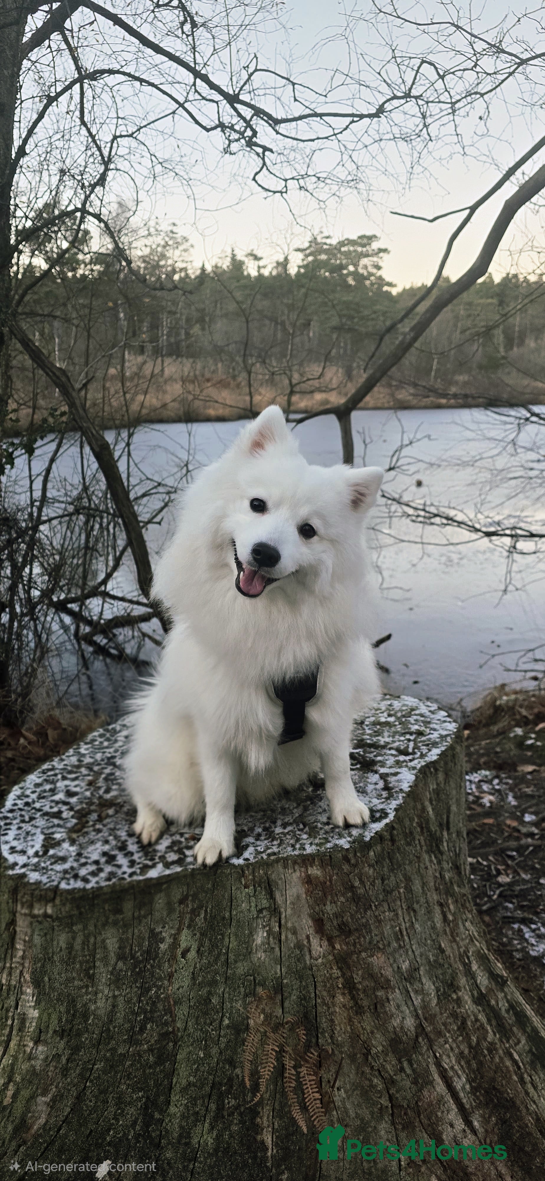 Japanese Spitz dogs Healthy Japanese Spitz KC Registered Male for Stud - Advert 4