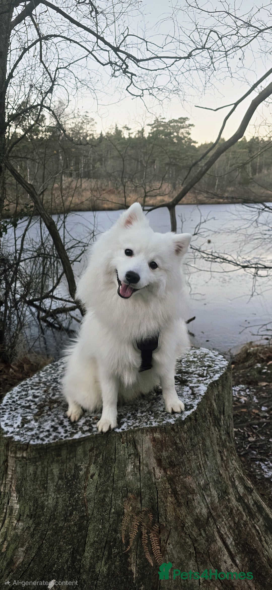 Japanese Spitz dogs for stud: Healthy Japanese Spitz KC Registered Male for Stud - Advert 1