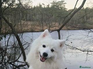 Japanese Spitz dogs Healthy Japanese Spitz KC Registered Male for Stud - Advert 5