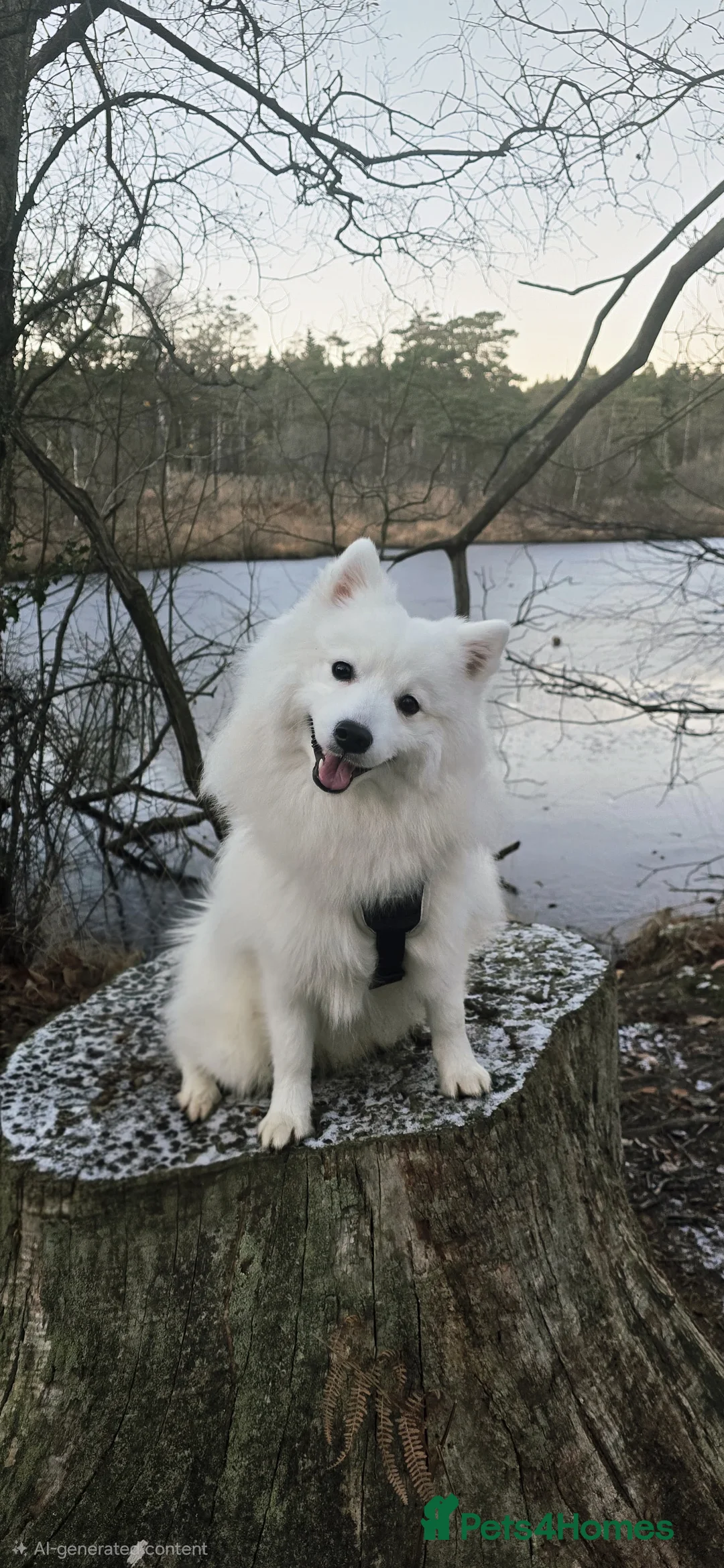 Japanese Spitz dogs for stud: Healthy Japanese Spitz KC Registered Male for Stud - Advert 1