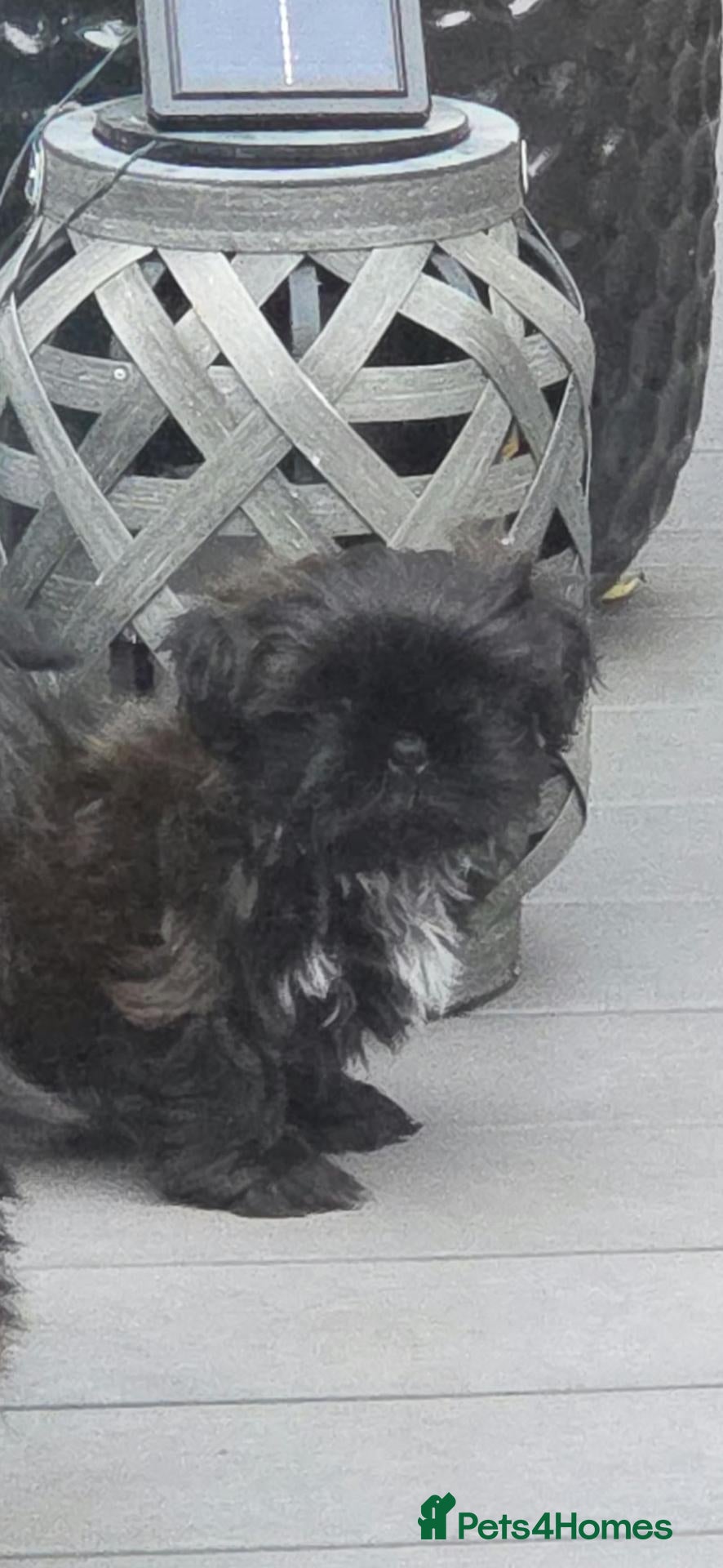 Shih Tzu dogs Beautiful Male Shih Tzu Puppy - Advert 2