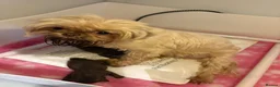 Shih Tzu dogs for sale: Last Boy Ready Now KC & DNA Health Tested - Advert 10