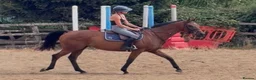 English Thoroughbred horses for sale: Easy Allrounder  - Advert 9