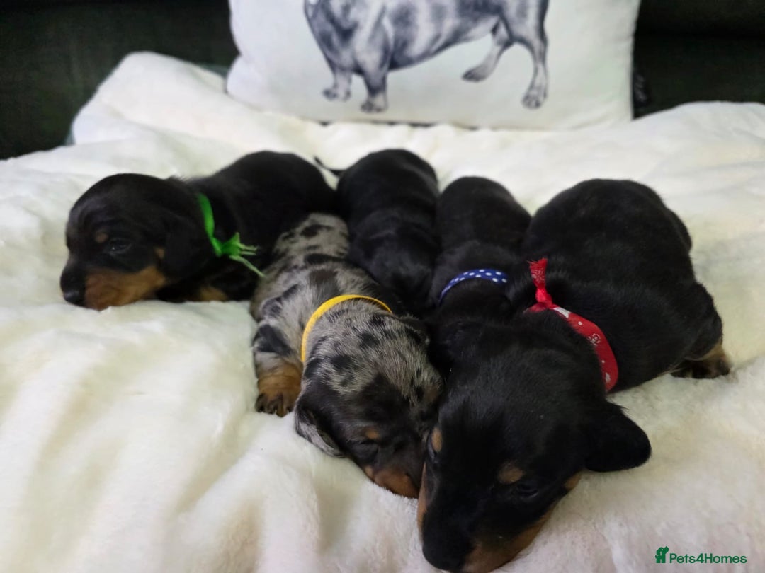 Dachshund dogs for sale: 4 Kc registred standard dachshund puppies  - Advert 8