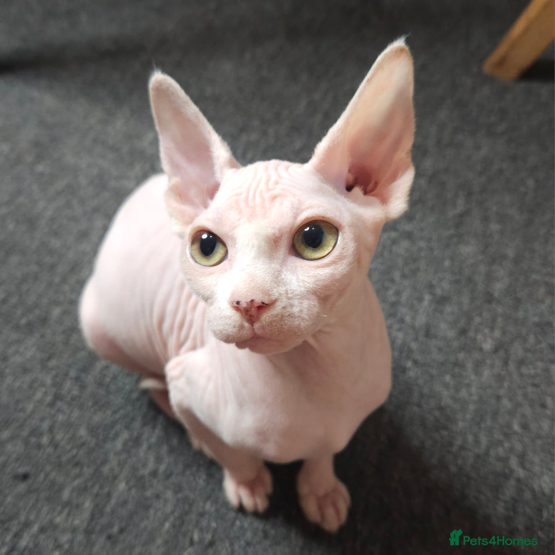 Sphynx cats for sale: Pedigree Sphynx kittens. Ready to go. - Advert 11