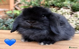 Mini Lop rabbits for sale: Beautiful friendly Mini lops babies x 2 - Image 3