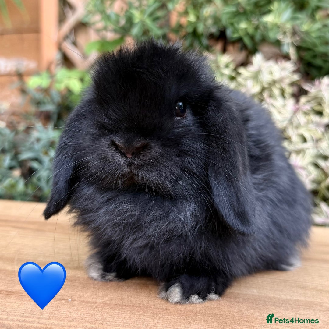 Mini Lop rabbits for sale: Beautiful friendly Mini lops babies x 2 - Image 3