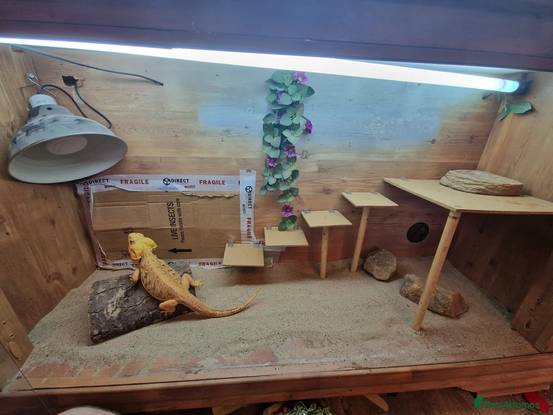 Bearded Dragon reptiles for sale: 2 Male Bearded Dragons, 1 Is A Silk Back. - Advert 4