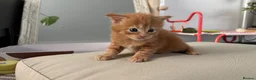 Maine Coon cats for sale: 3 maine coon girls ready in 3 weeks!!!🖤🧡🤍 in Birkenhead - Advert 13
