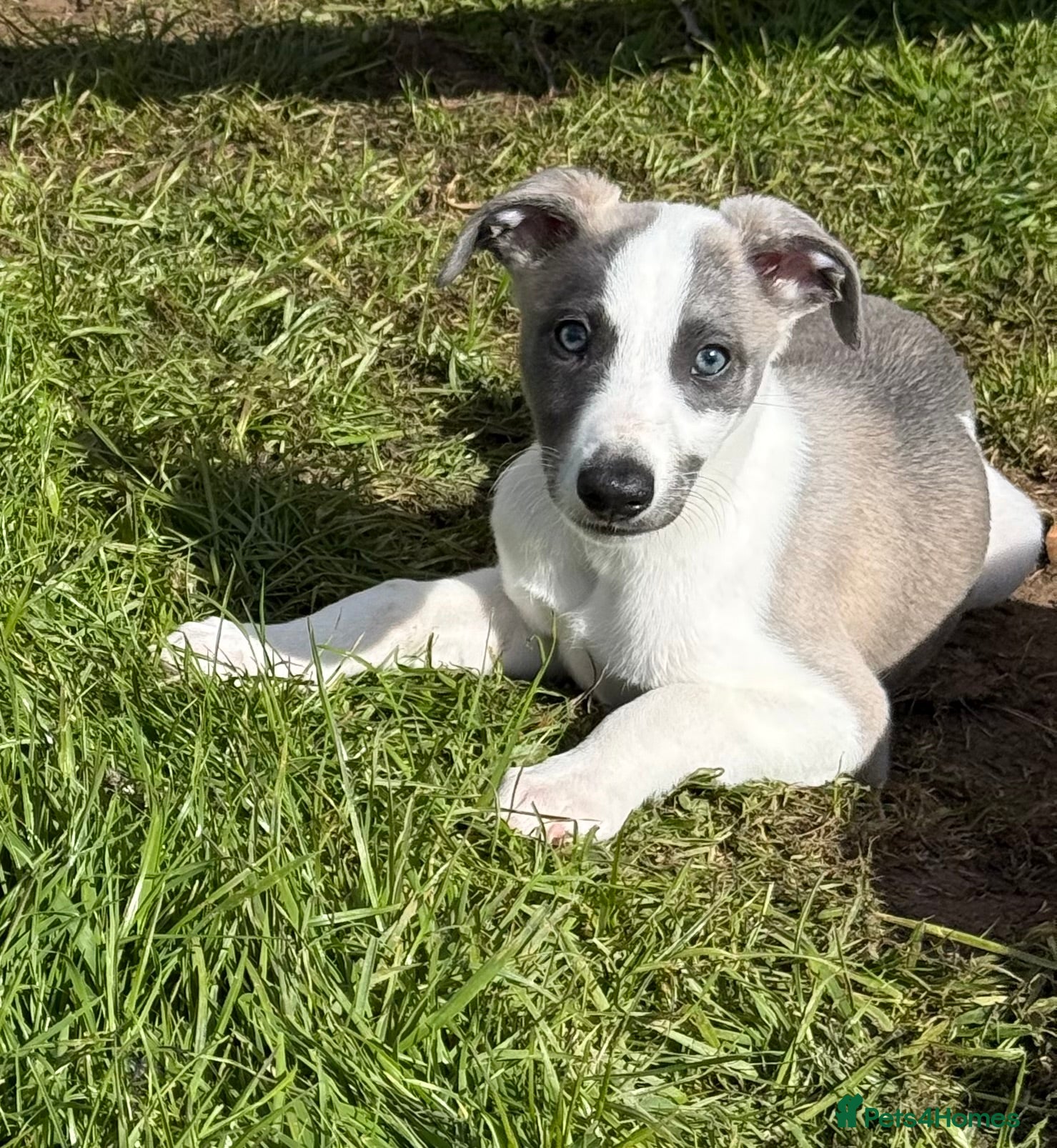 Whippet dogs Beautiful Fawn and Blue Whippets - Advert 3