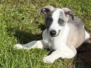 Whippet dogs Beautiful Fawn and Blue Whippets - Advert 3