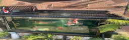 Koi Carp fish for sale: Koi Carp Reducing Sock  in Norwich - Advert 1