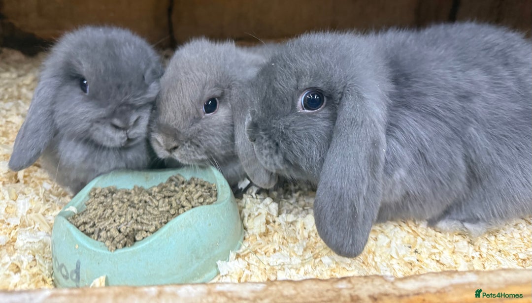 Mini Lop rabbits for sale: Stunning babies various ages vaccinated  - Advert 33