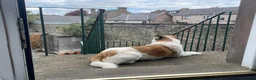 Mixed Breed dogs for adoption: ARTHUR, 5yrs,25kg,great temperament,loves outdoors in Forfar - Advert 8