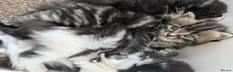 Mixed Breed cats for sale: Gorgeous kittens - Advert 11