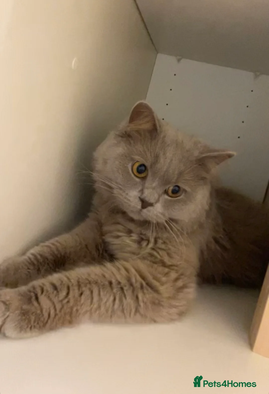 British Longhair cats for sale: British longhair Rio - Advert 1