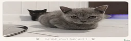 British Shorthair cats for sale: Pure Breed British Shorthair Kittens - Advert 5