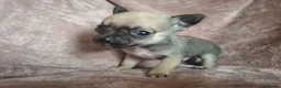 Chihuahua dogs for sale: 4 Tiny Apple head Chihuahuas  - Advert 8