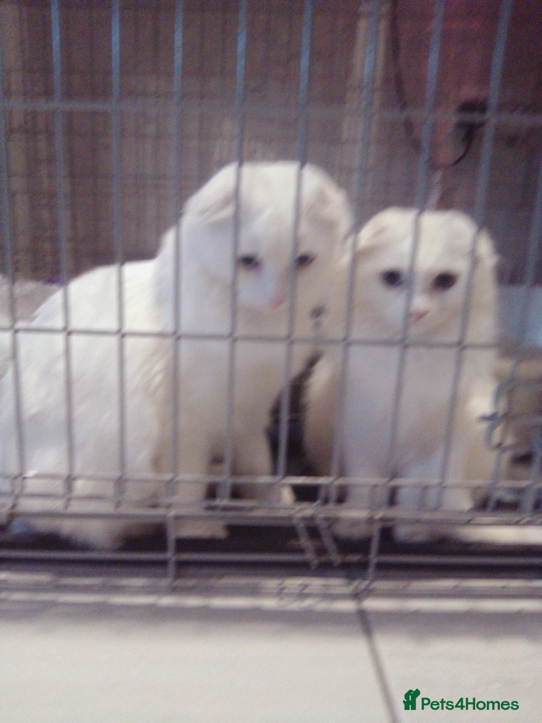 Scottish Fold cats for sale: ready now for there forever homes - Advert 21