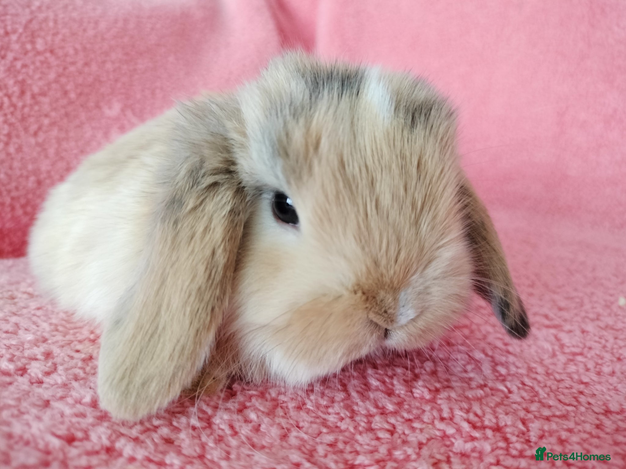 Mini Lop rabbits Baby mini lops for sale  - Advert 12