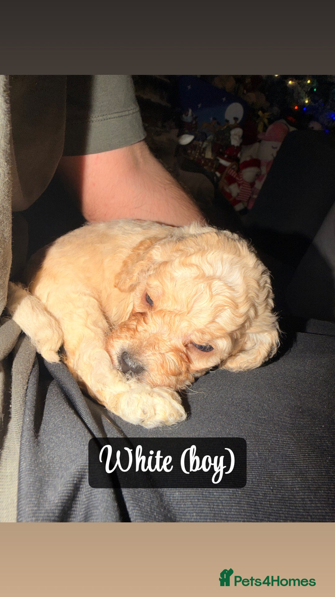 Cockapoo dogs for sale: F2 Toy cockapoo - Advert 7