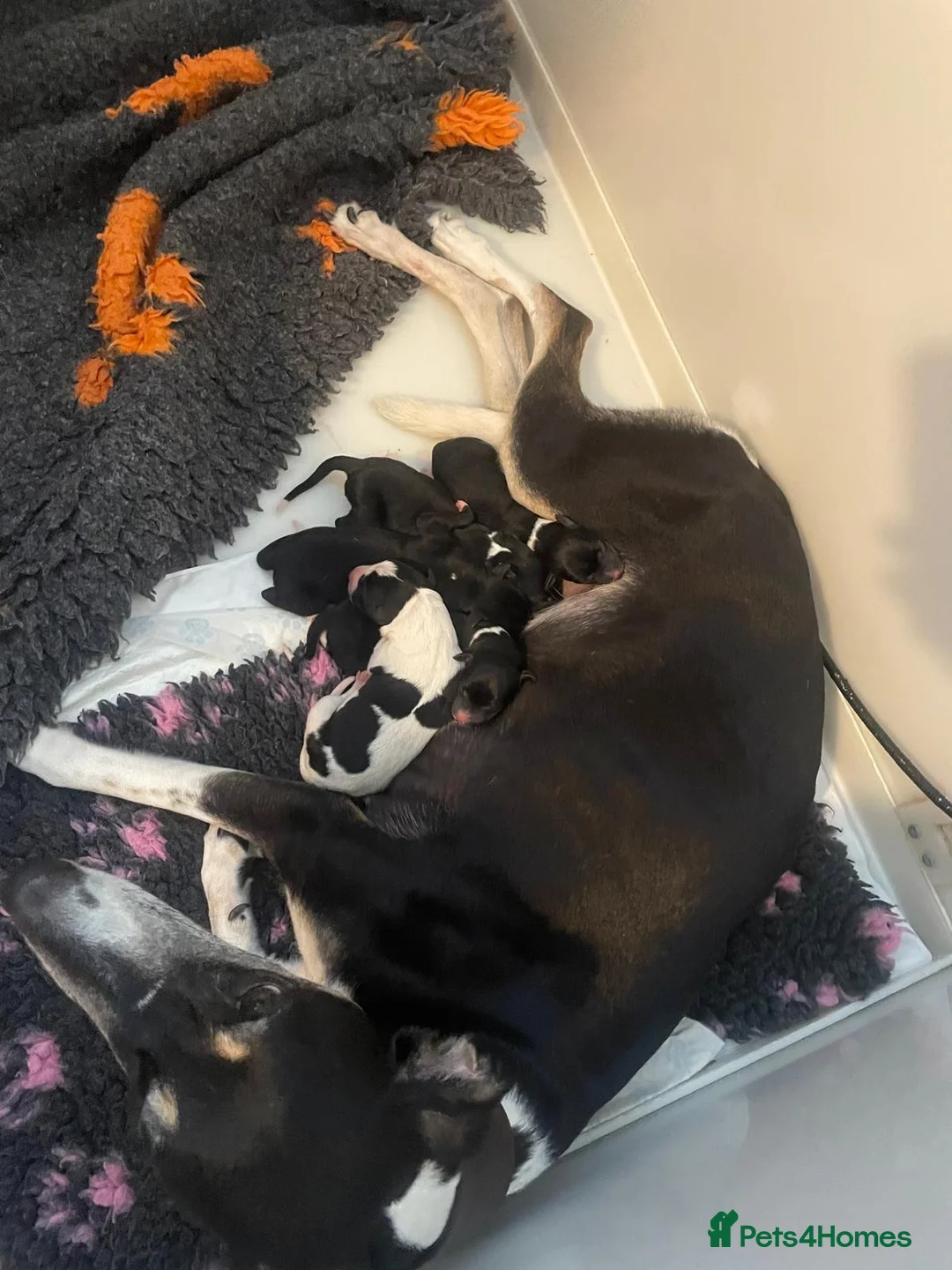 Whippet dogs for sale: Whippet x greyhound  - Advert 9