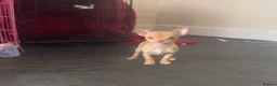 Chihuahua dogs for sale: Last chihuahua puppy REDUCED  - Advert 23