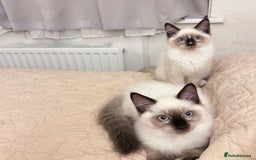 Ragdoll cats for sale: Beautiful Ragdoll kittens available  - Image 2