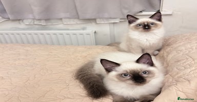 Ragdoll cats - Advert 3