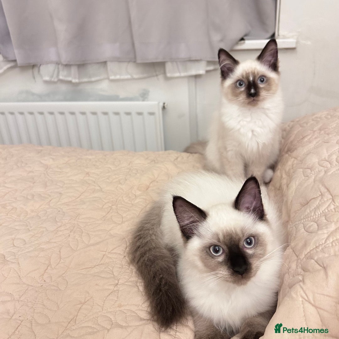 Ragdoll cats for sale: Beautiful Ragdoll kittens available  - Image 2