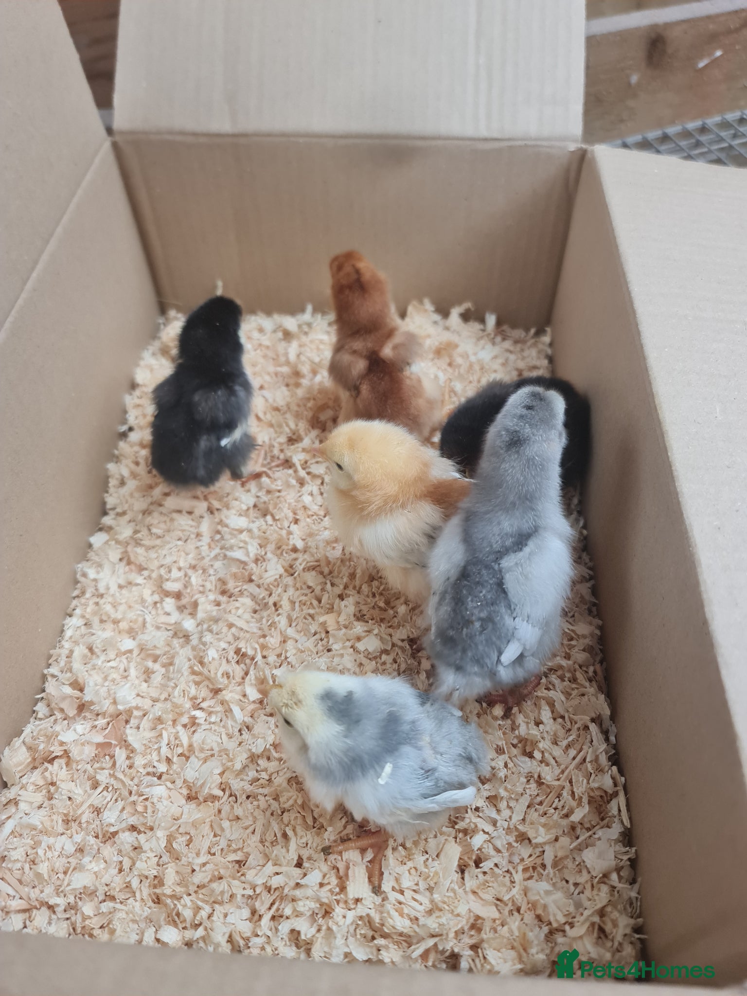 Chickens poultry Mixed chicks and ducklings  - Advert 1