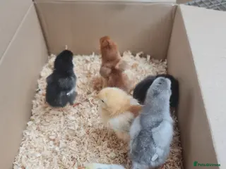 Chickens poultry Mixed chicks and ducklings - Advert 1