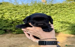 Sprocker dogs for sale: Working Sprocker Spaniel Puppies - Image 10