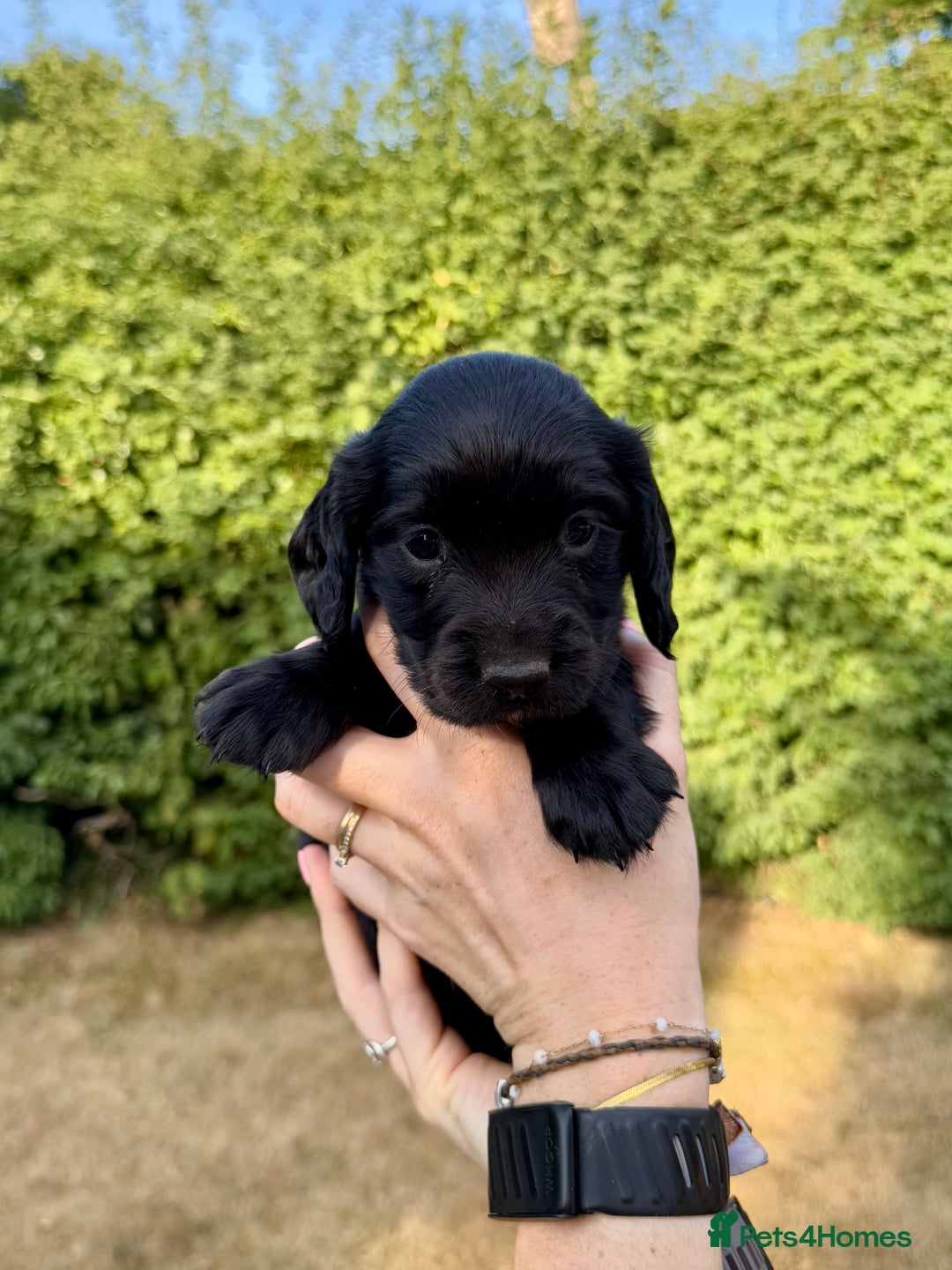 Sprocker dogs for sale: Working Sprocker Spaniel Puppies - Image 10