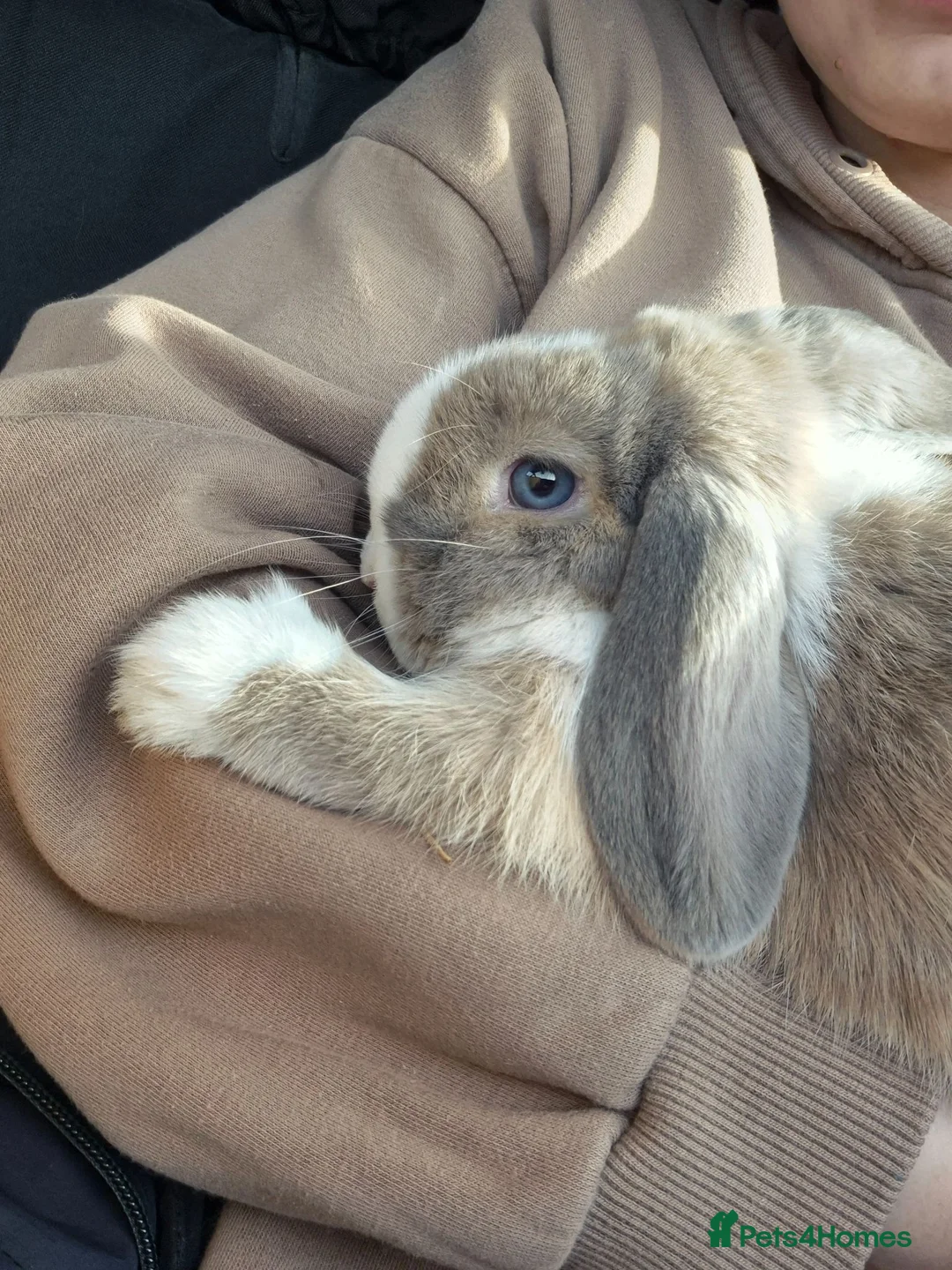 Mini Lop rabbits for sale: Beautiful Bella  - Advert 2