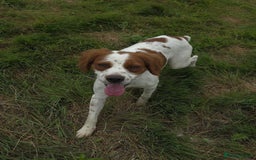Brittany Spaniel dogs for adoption: Danny is a lovely  boy looking for the best home  - Image 8