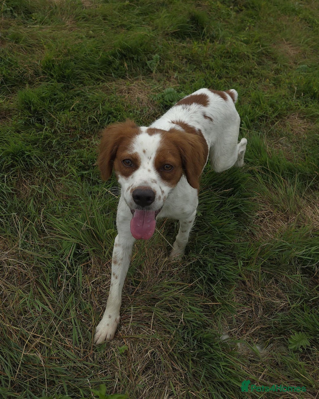 Brittany Spaniel dogs for adoption: Danny is a lovely  boy looking for the best home  - Image 8