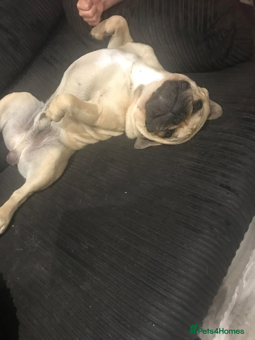 French Bulldog dogs for sale: George French bulldog (rehoming) - Advert 3