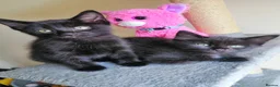 Mixed Breed cats for sale: wonderful kittens😻 - Advert 3