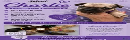 French Bulldog dogs for sale: KC beautiful  frenchies  - Advert 2