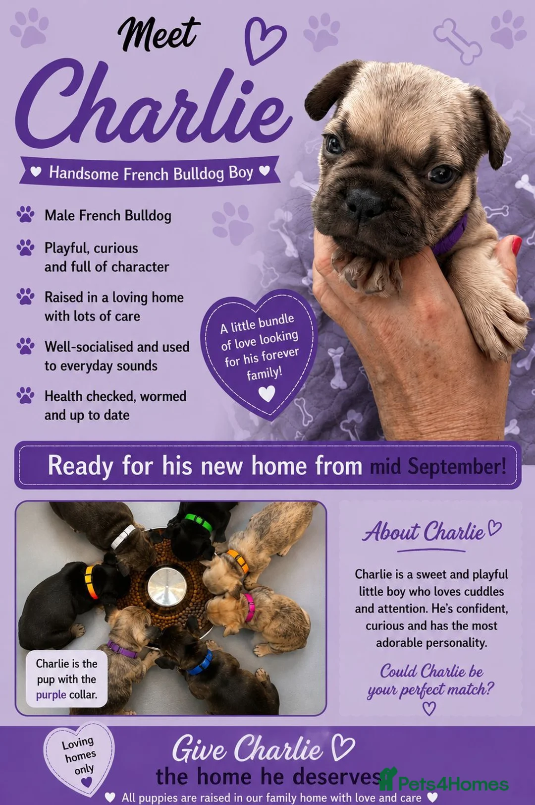 French Bulldog dogs for sale: KC beautiful  frenchies  - Advert 2