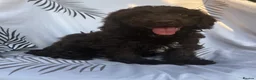 Cockapoo dogs for sale: Beautiful cockapoo puppies  - Advert 2