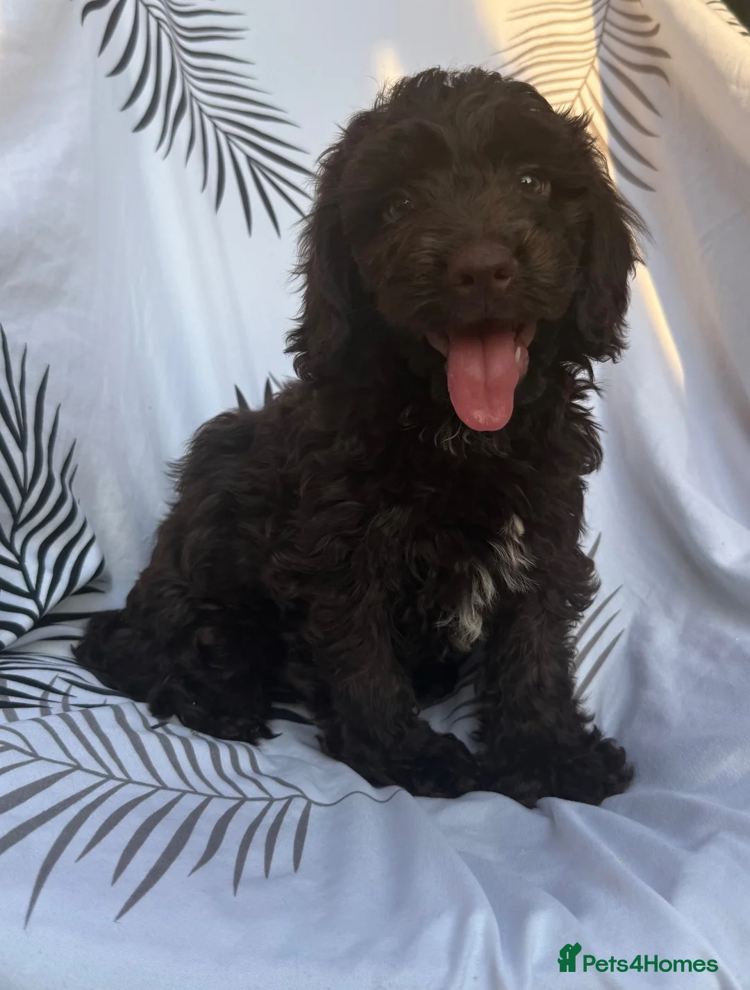 Cockapoo dogs for sale: Beautiful cockapoo puppies  - Advert 2