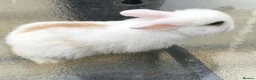 Mini Lop rabbits for sale: Mini Lops in Truro - Advert 6