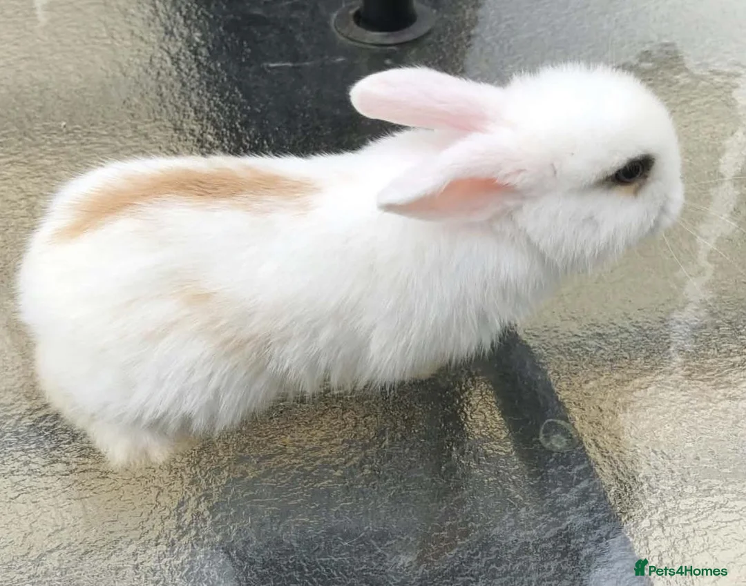 Mini Lop rabbits for sale: Mini Lops in Truro - Advert 6