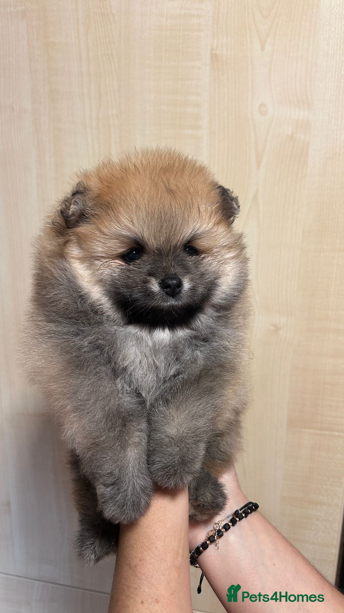 Pomeranian dogs Stunning teddy faces puppys - Advert 2
